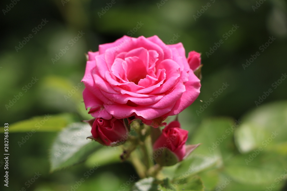 pink rose pink rose