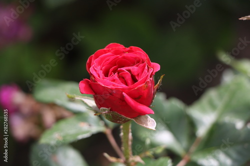 red rose