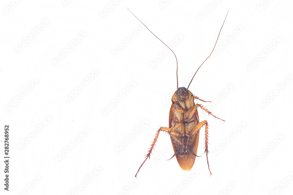 Cockroach on white background. Cockroach on white background.