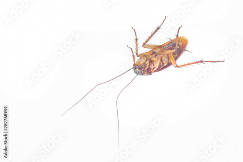 Cockroach on white background. © nayladen