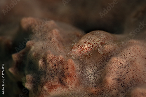 Master of camouflage. Cryptic Sponge Shrimp (Gelastocaris paronae). Underwater macro photography from Romblon, Philippines