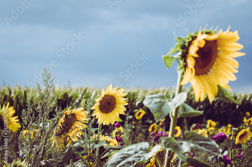 Sunflower Patch in August photo