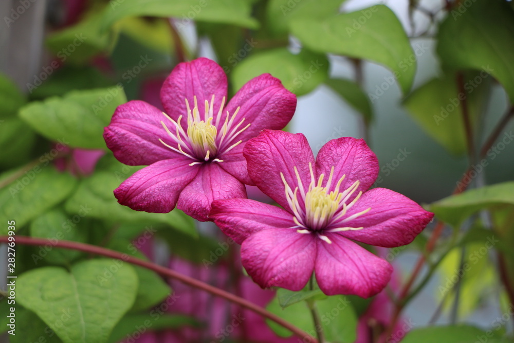 Naklejka premium pink flower