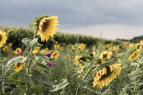 Sunflower Patch in August photo