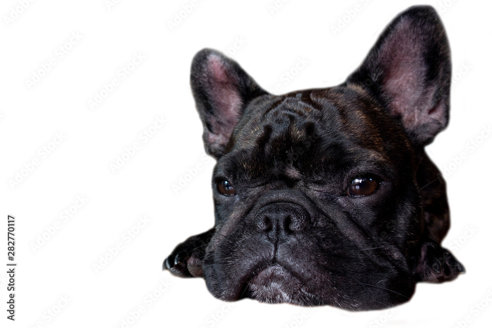 french bulldog on isolate background french bulldog on isolate background