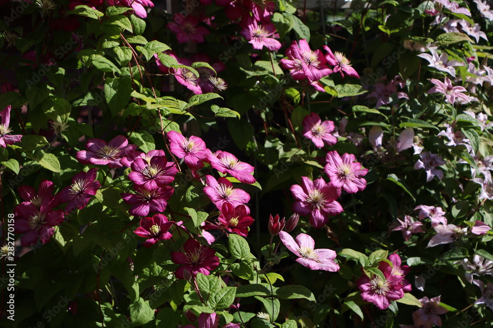 pink flowers in the garden pink flowers in the garden
