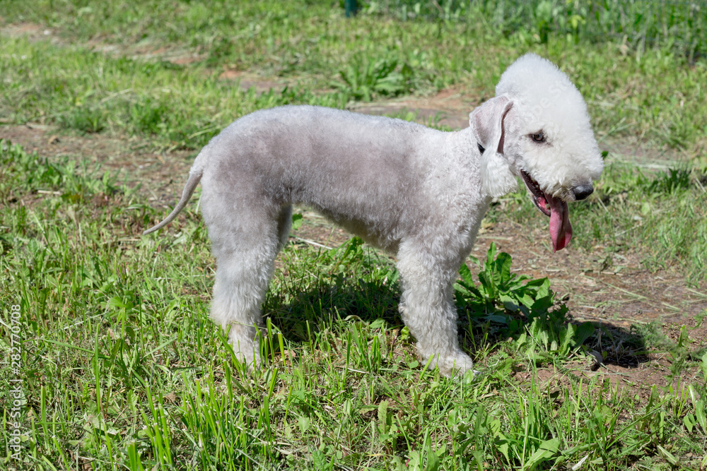 Cute bedlington terrier puppy is standing on a green grass. Pet animals.