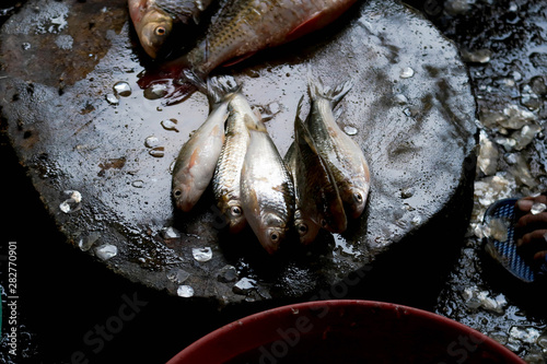 Fish