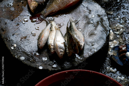 Fish