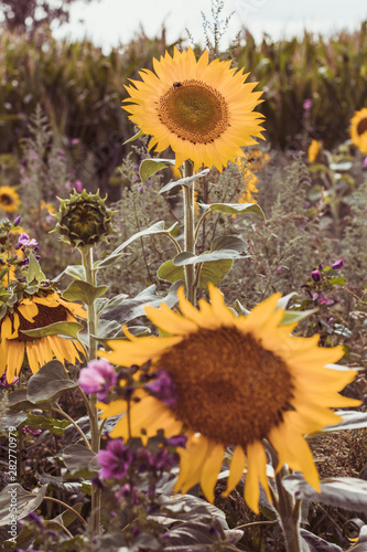 Sunflower Patch in August photo