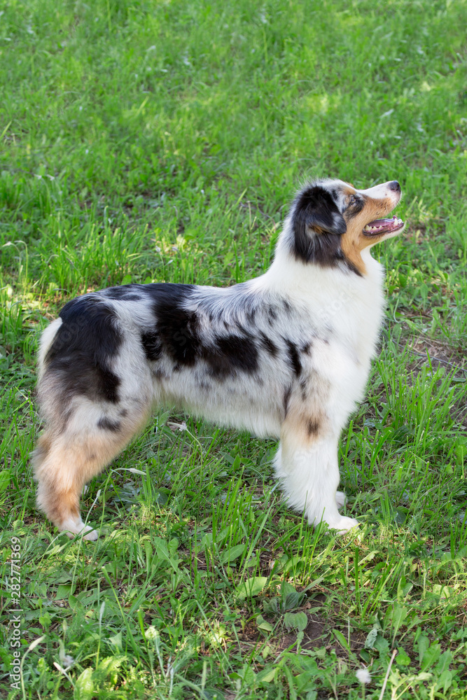 Cute australian shepherd puppy is standing on a green grass. Pet animals. Cute australian shepherd puppy is standing on a green grass. Pet animals.