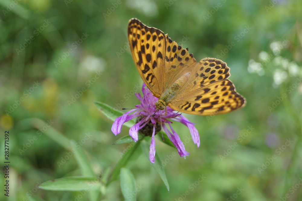 Obraz premium schmetterling