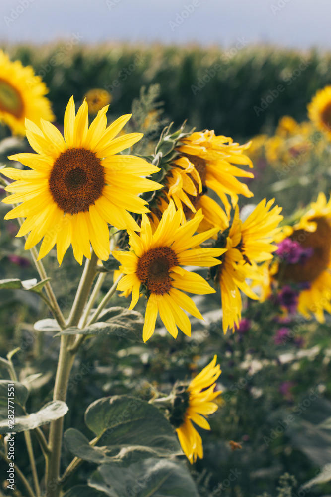 Fototapeta premium Sunflower Patch in August