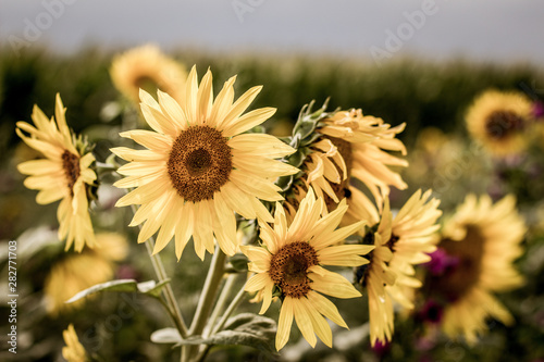 Sunflower Patch in August photo