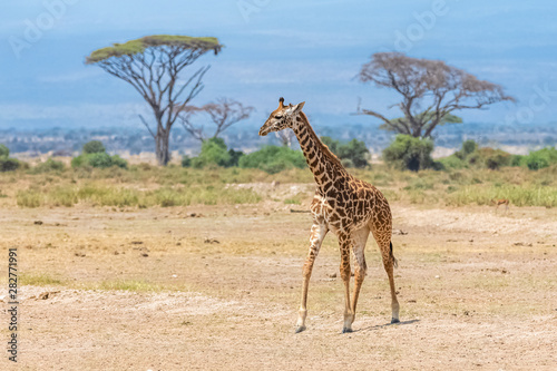 Wild giraffe running in the savannah in Tanzania  beautiful panorama with acacia trees