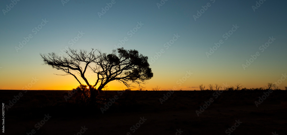 Tree in Silhouette at Sunset in the Desert near Glendambo, South Australia, Australia