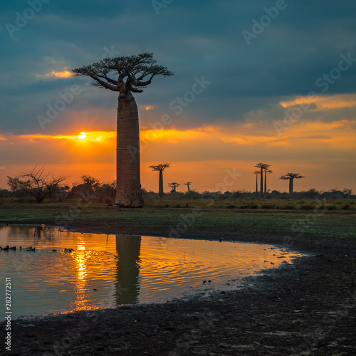 Sunset over Avenue of the baobabs, Madagascar photo