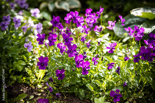 Garden pansy. Violet pansy flower.Hybrid pansy or Viola tricolor pansy in flowerbed. Violet flower in the spring garden.wild and garden flowers. Dark purple heartsease  bloom in garden.