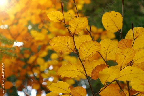 Autumn background. Autumn foliage. Bright yellow leaves in the sun. Autumn nature