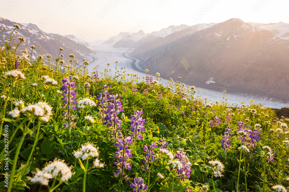 Obraz premium Mountains meadow