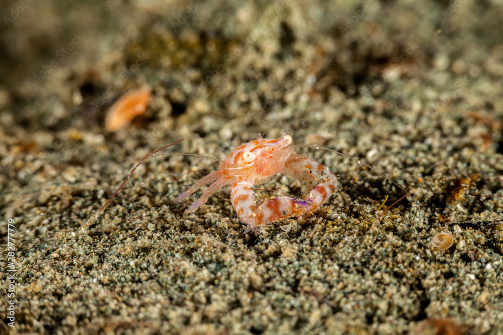 Porcelain crabs, Porcellanidae in the sand Porcelain crabs, Porcellanidae in the sand
