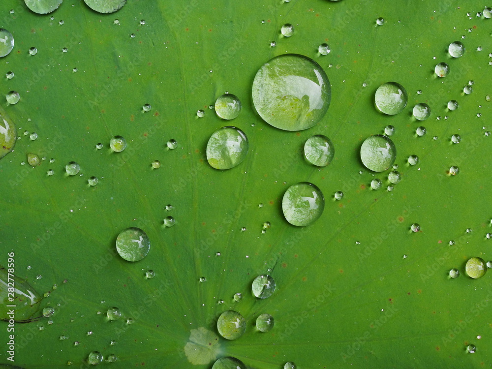 Close up of raindrops on lotus leaf