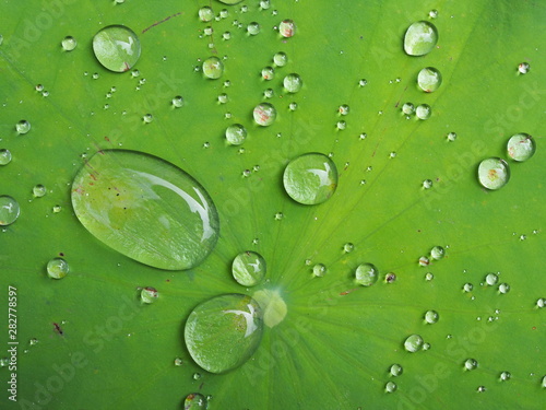 Close up of raindrops on lotus leaf