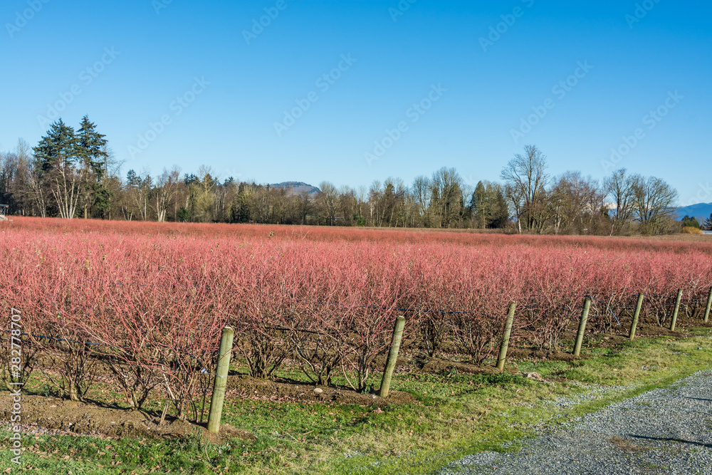 Leafless blueberry plants prepared for winter season. Leafless blueberry plants prepared for winter season.