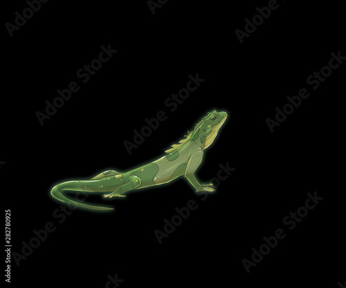green lizard on black background