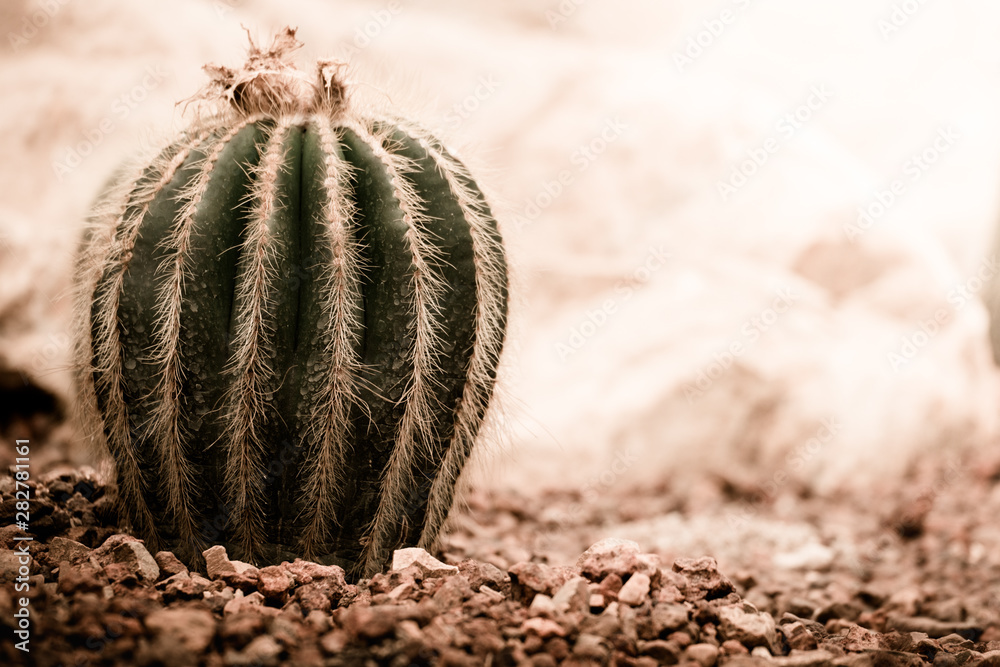 cactus in the desert under, sepia tone cactus in the desert under, sepia tone