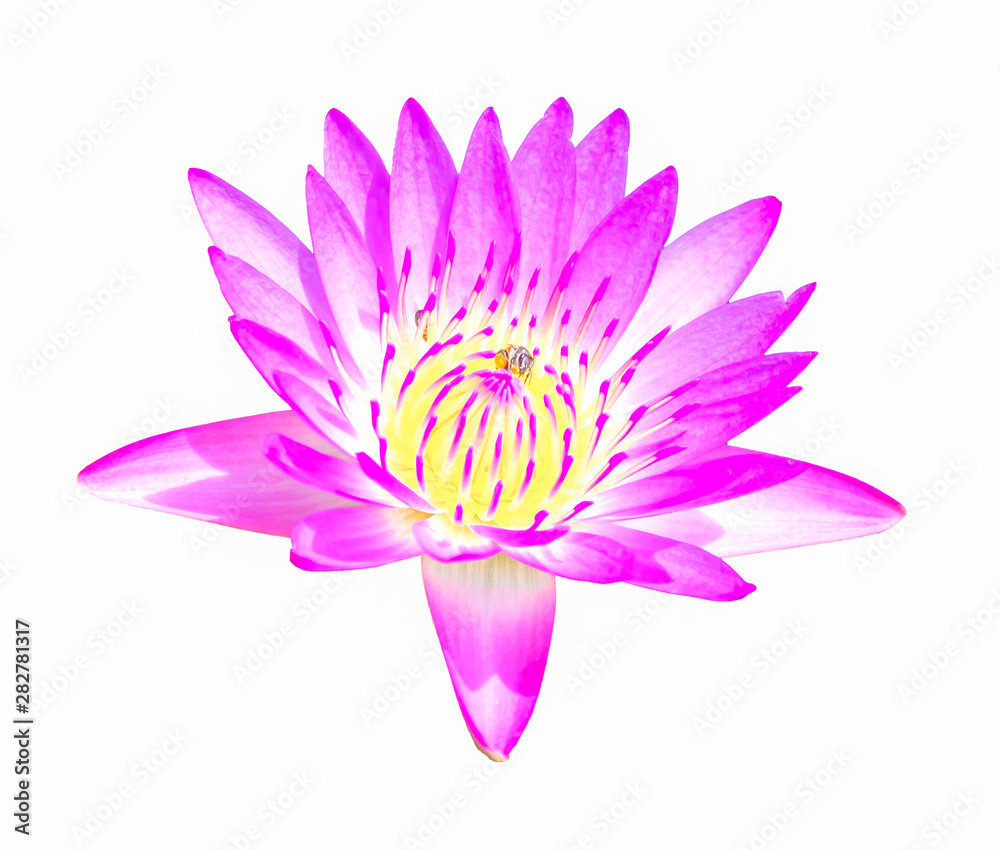 Pink  lotus, water lily is isolated on white background with bees on the pollen