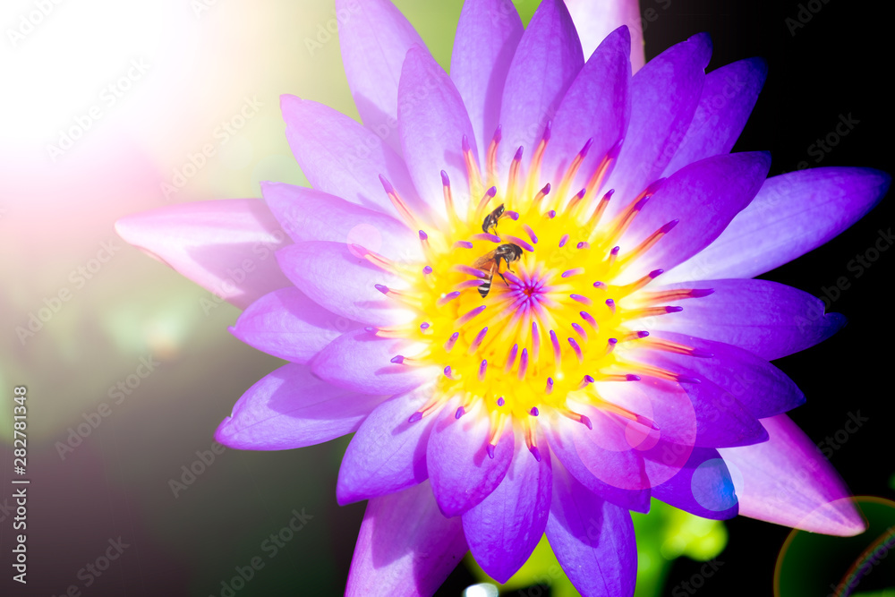 Purple lotus with bees on pollen, zoom detail , vivid flower background with lens flare Purple lotus with bees on pollen, zoom detail , vivid flower background with lens flare