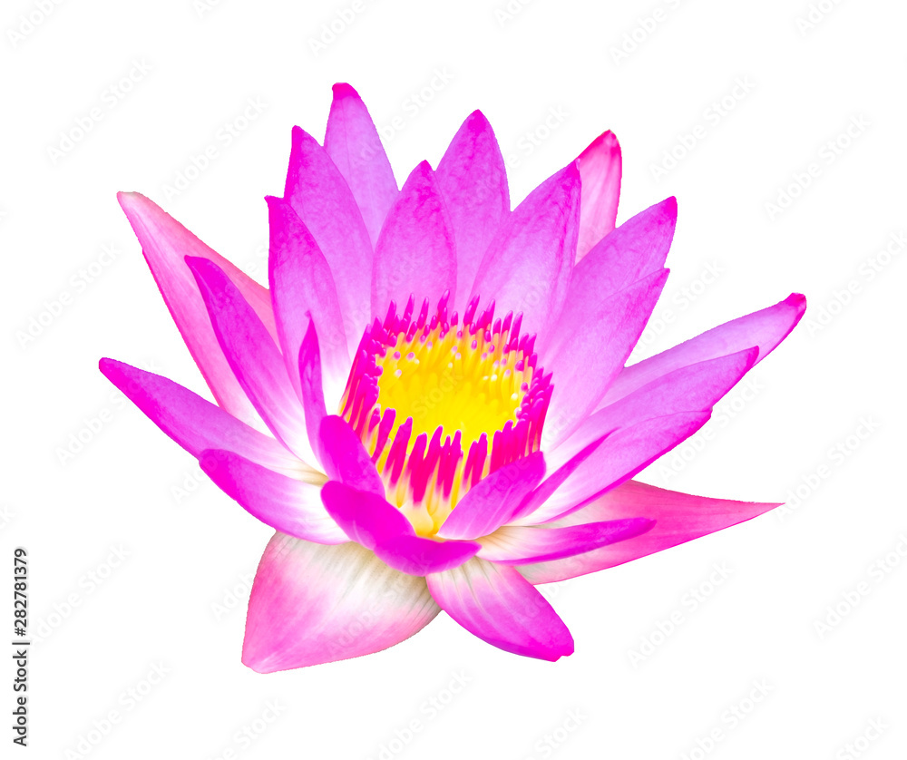 Pink lotus, waterlily is isolated on white background