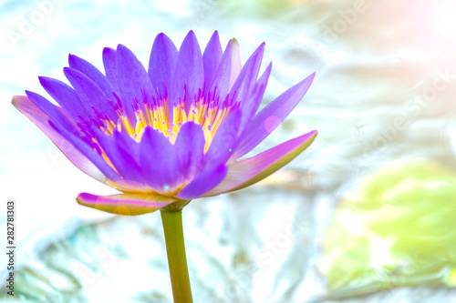 Purple lotus, water lily is in the pond with sunlight and lens flare