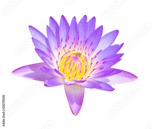 Purple  lotus  water lily is isolated on white background with bees on the pollen