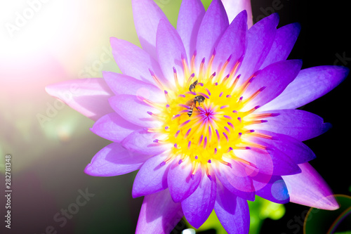 Purple lotus with bees on pollen, zoom detail , vivid flower background with lens flare