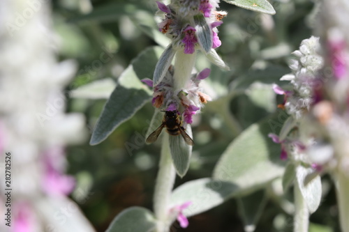 Abeille butineuse d'un Stachys lanata photo