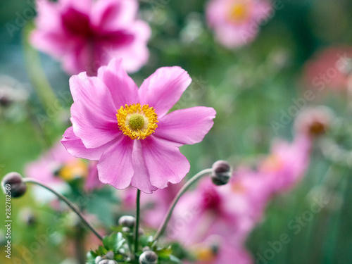 pink flower with tender petals on defocused nature background