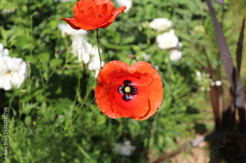 Coquelicot -  Papaver rhoeas  photo