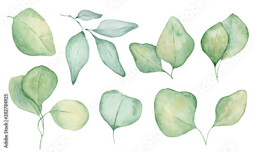 Watercolor eucalyptus leaves illustration isolated on the white background