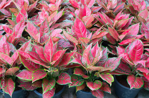 Tropical leaf,Aglaonema ornamental pink,red and green leaves plant at  garden,nature background