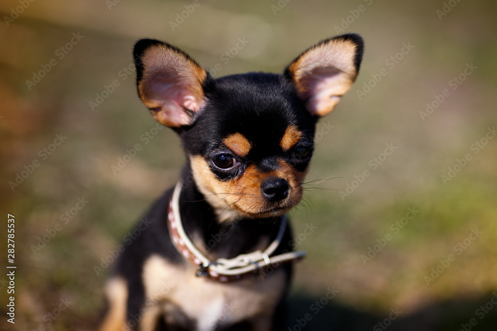 chihuahua, portrait of a dog chihuahua, portrait of a dog