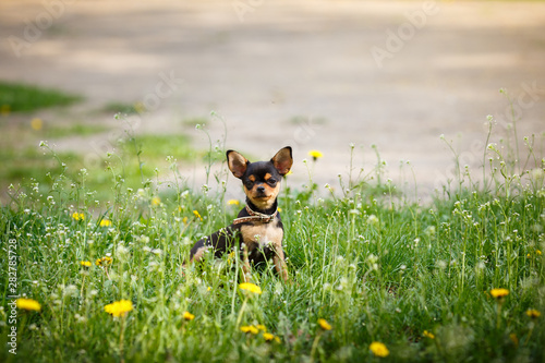 dog in the grass