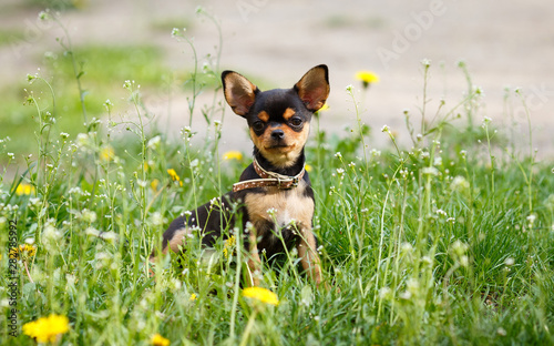 chihuahua dog on green grass