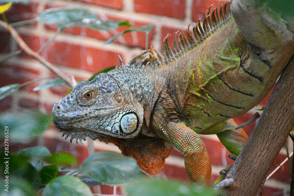a grren iguana looks for a prey a grren iguana looks for a prey