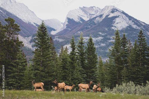 Elk herd grazing in Jasper National Park Canada