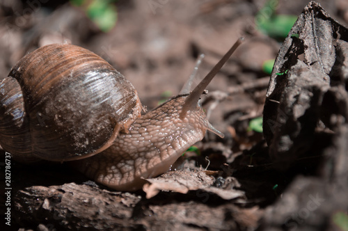 Snail close-up on ground