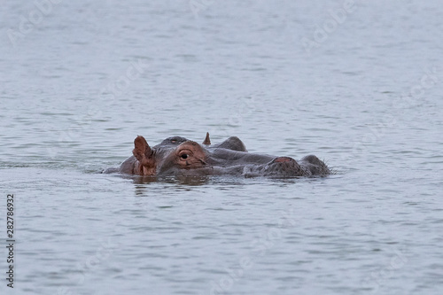 Common hippopotamus (Hippopotamus amphibius)