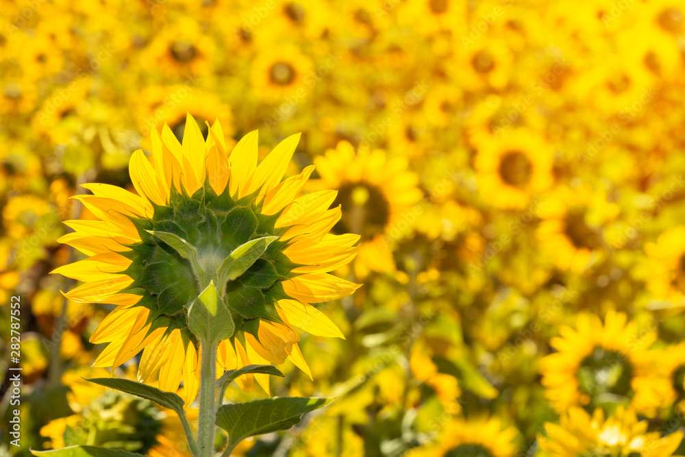 Flowering field of sunflowers. Sunflower natural background. Place for text. Flowering field of sunflowers. Sunflower natural background. Place for text.