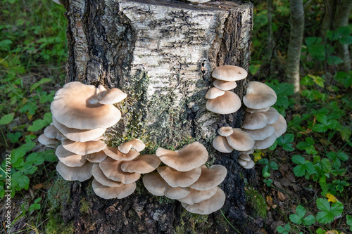 Mushroom colony on a birch stub in the forest